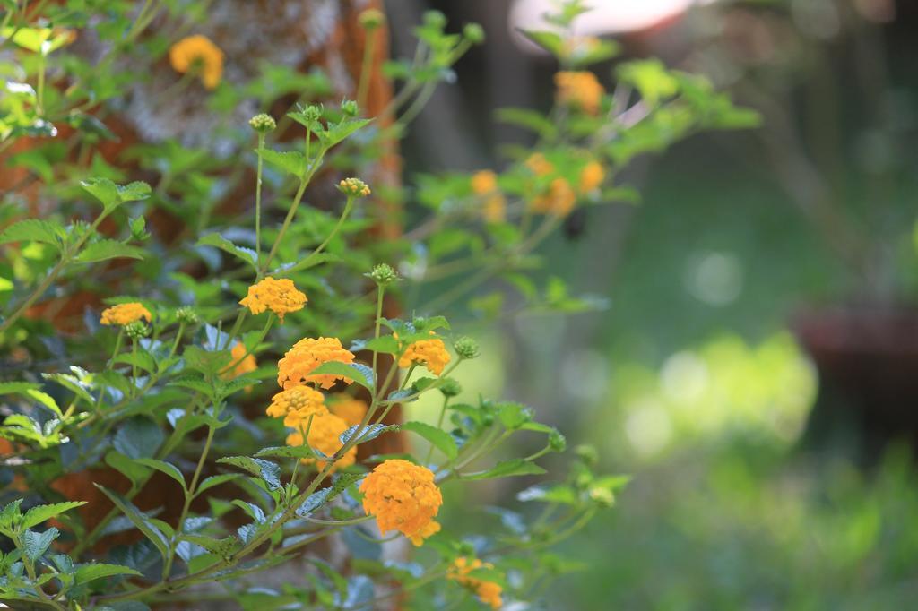 Green Ark Resorts Thekkady Εξωτερικό φωτογραφία